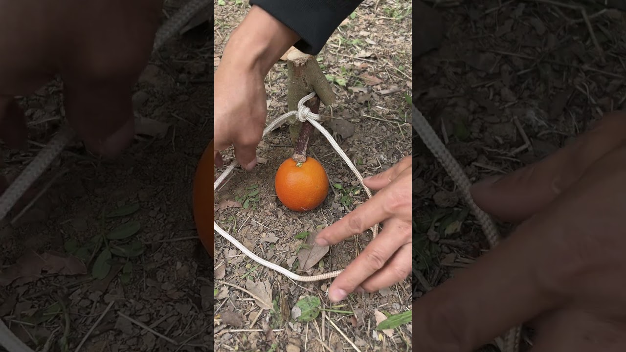 Trap in the Forest! #survival #outdoors #bushcraft