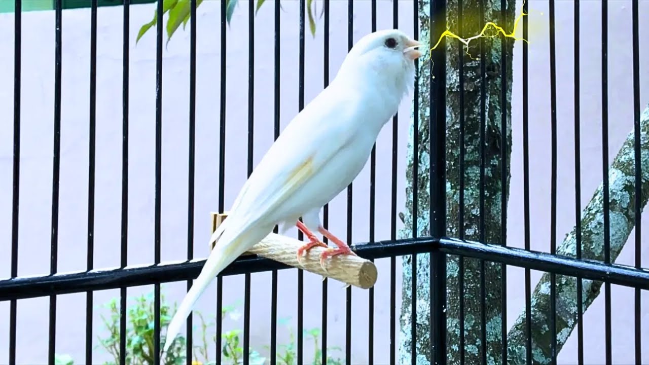 The Best Canary Sound!! Belgian Canary Training Singing