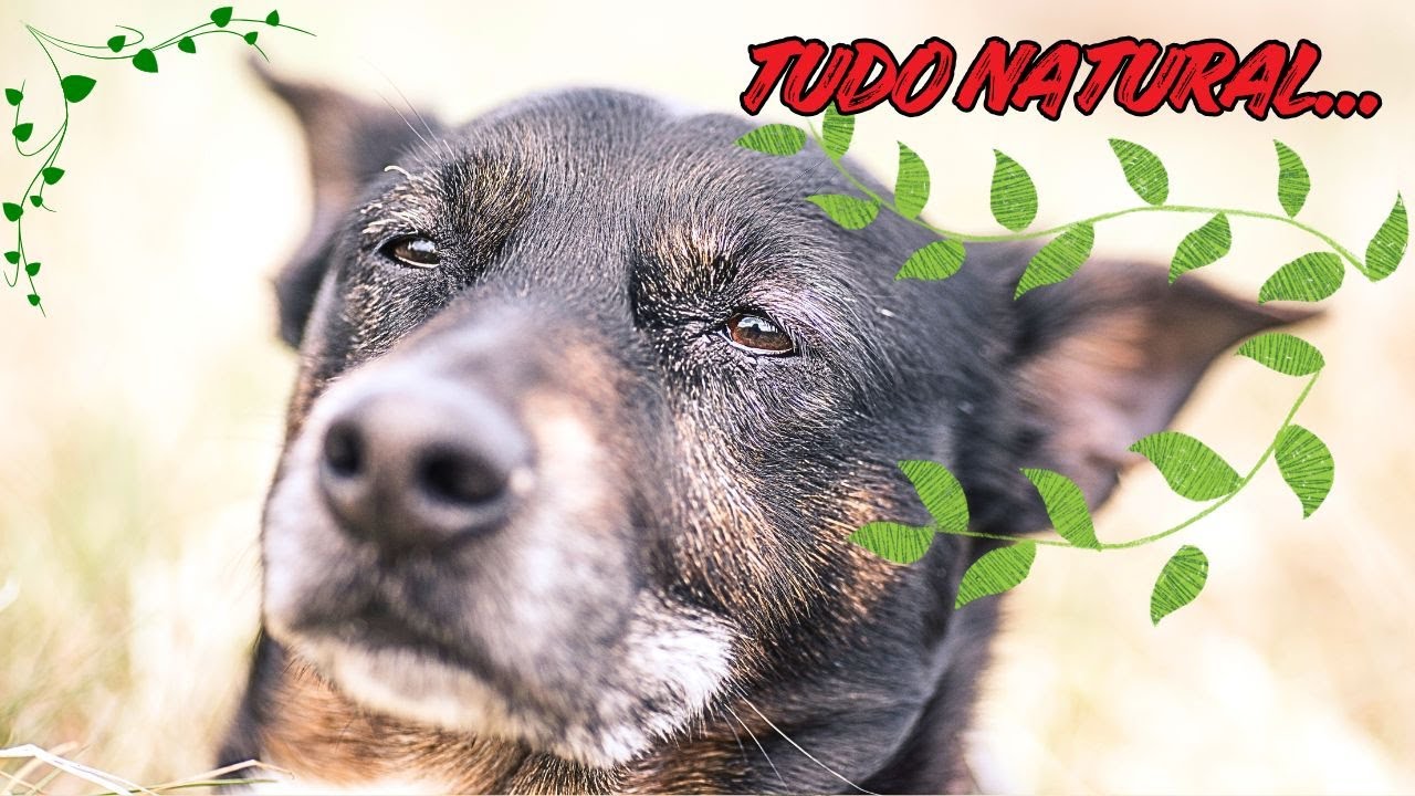EXCESSO DE NATURALIDADE É O PIOR INIMIGO DO SEU CACHORRO