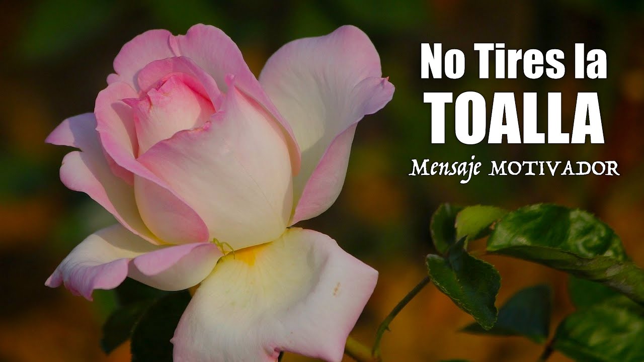 No Tires la TOALLA Mensaje MOTIVADOR - Motivación Para El Alma
