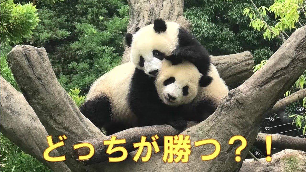 6/8双子パンダ樹上バトル！噛んだり叩いたりと大暴れ！軍配はどちらに⁈giantpanda @tokyo 上野動物園