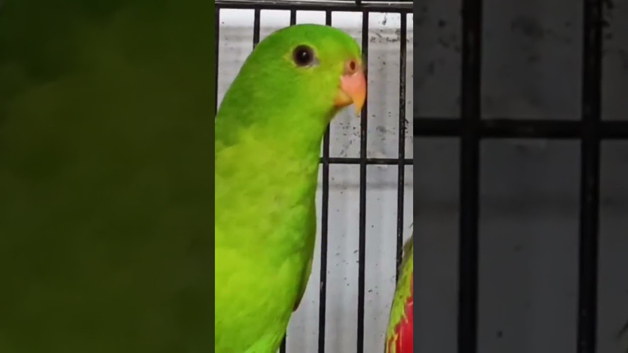 Grass Parakeet