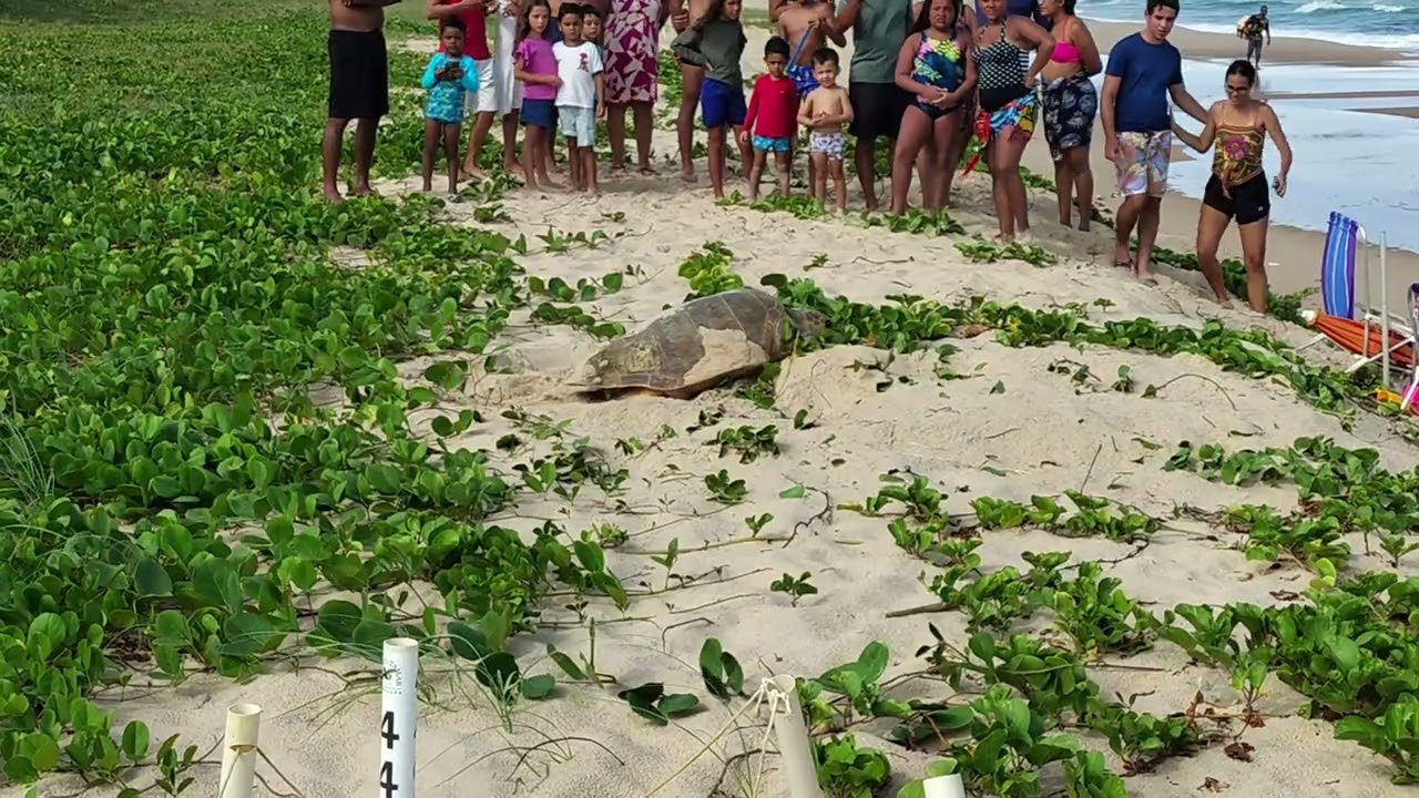 Tartaruga desovando na praia em frente a Casa do Sossego Guarajuba Barra do Jacuípe 