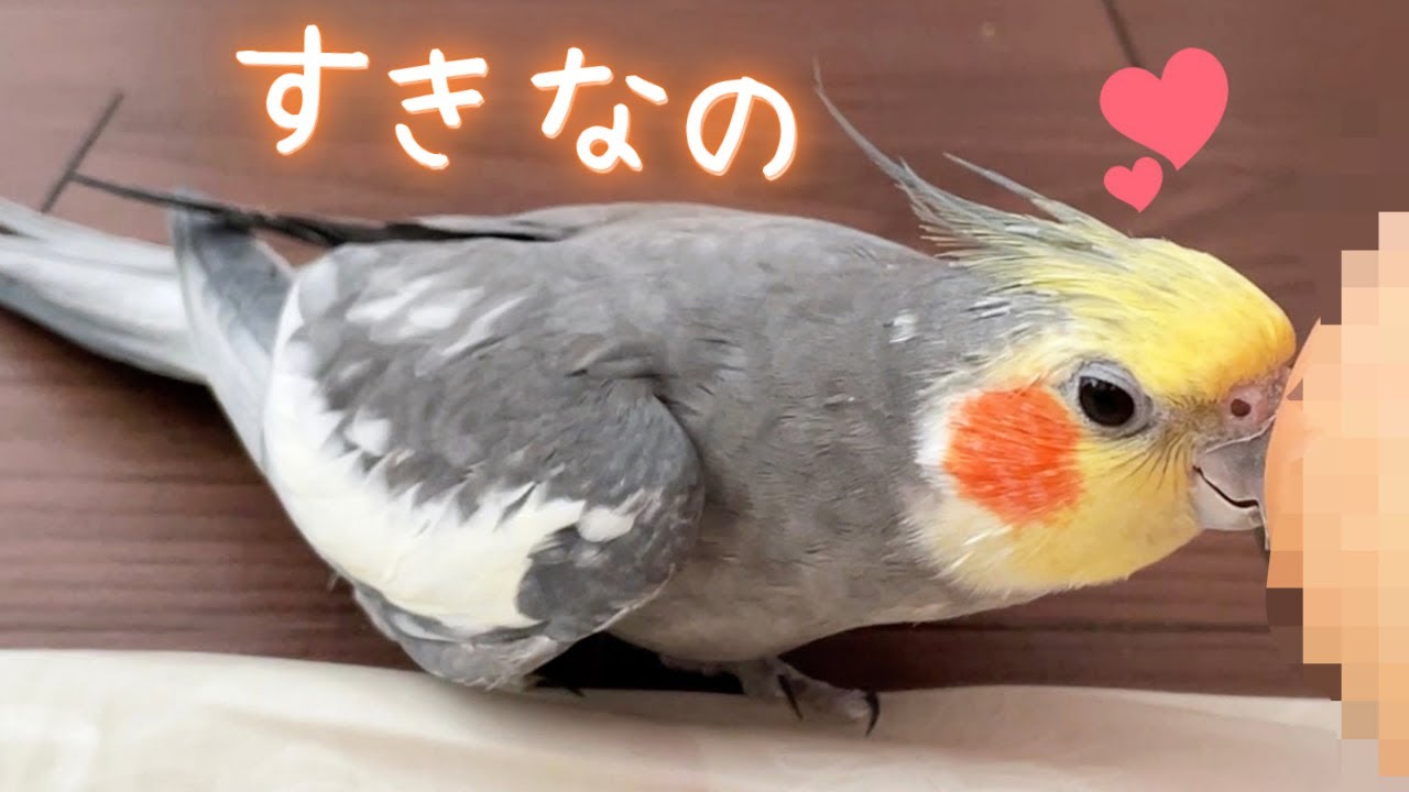 18歳オカメインコの謎の行動! 何がそんなに気になるの? 18-Year-Old Cockatiel's Mysterious Curiosity