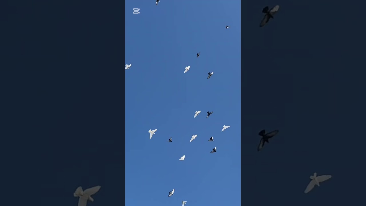 Көгершін ұшыру