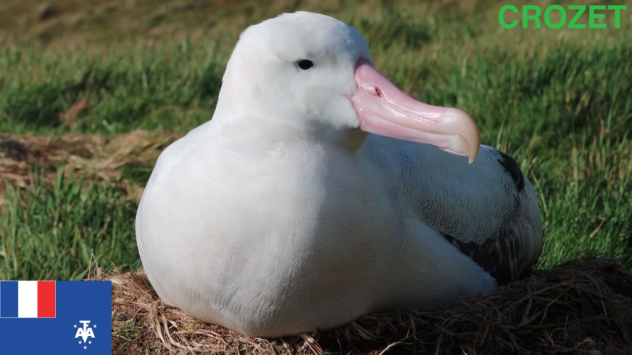 Les Grands Albatros de Pointe Basse - Archipel Crozet