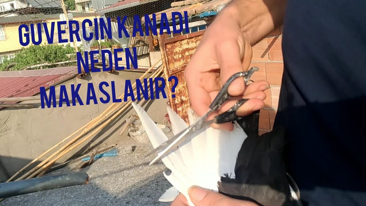 FİLO GÜVERCİNLERİNİN  KANADİ NEDEN VE NASIL  KESİLİR