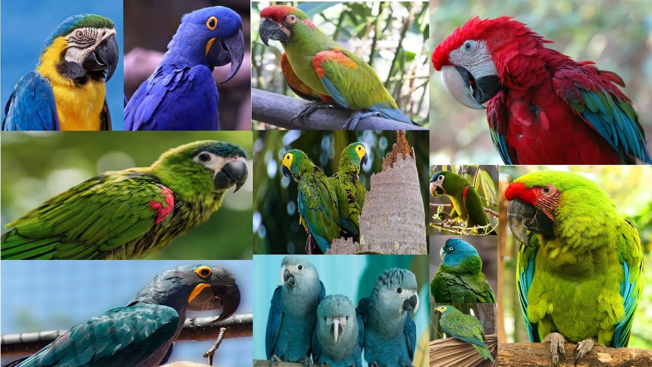 Different Types Of Macaw Species In The World