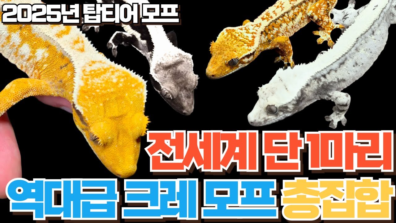 모프의 끝은 어디인가? 전세계 탑티어 크레스티드게코 브리더들의 크레들은 어떻게 생겼을까? 크레스티드게코 모프 총집합
