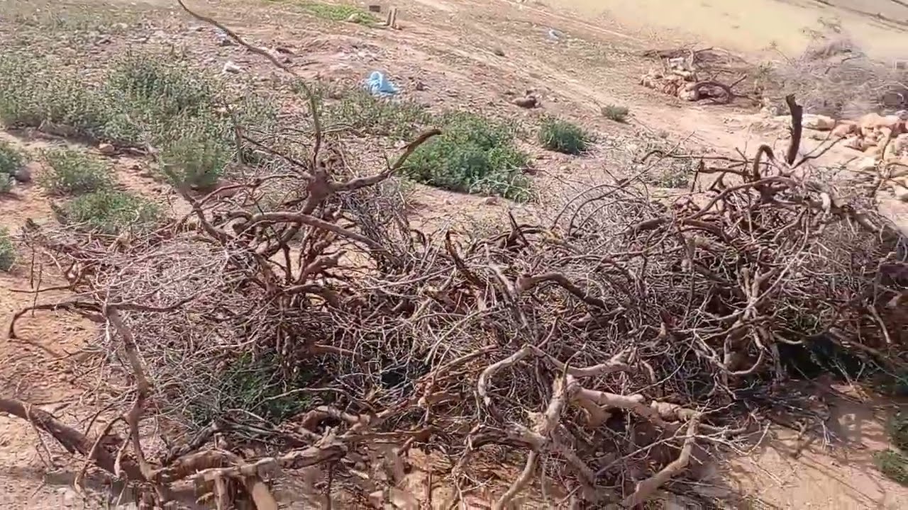 جولة في البادية من الدار البيضاء إلى مدينة الصويرة فرجة ممتعة للجميع 🇲🇦🇲🇦💯