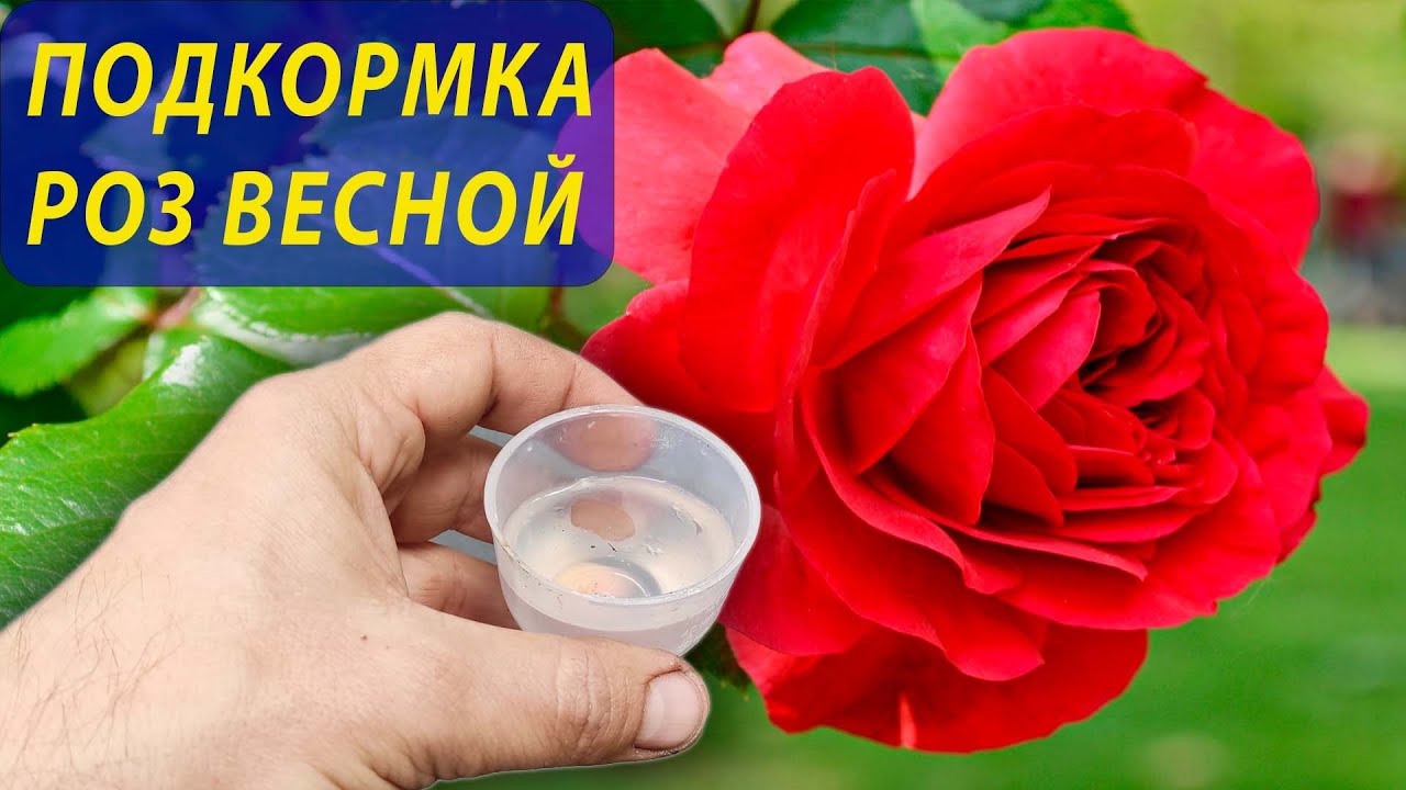 Розы будут цвести все лето после весенней подкормки этими двумя компонентами! Розы уход  #garden