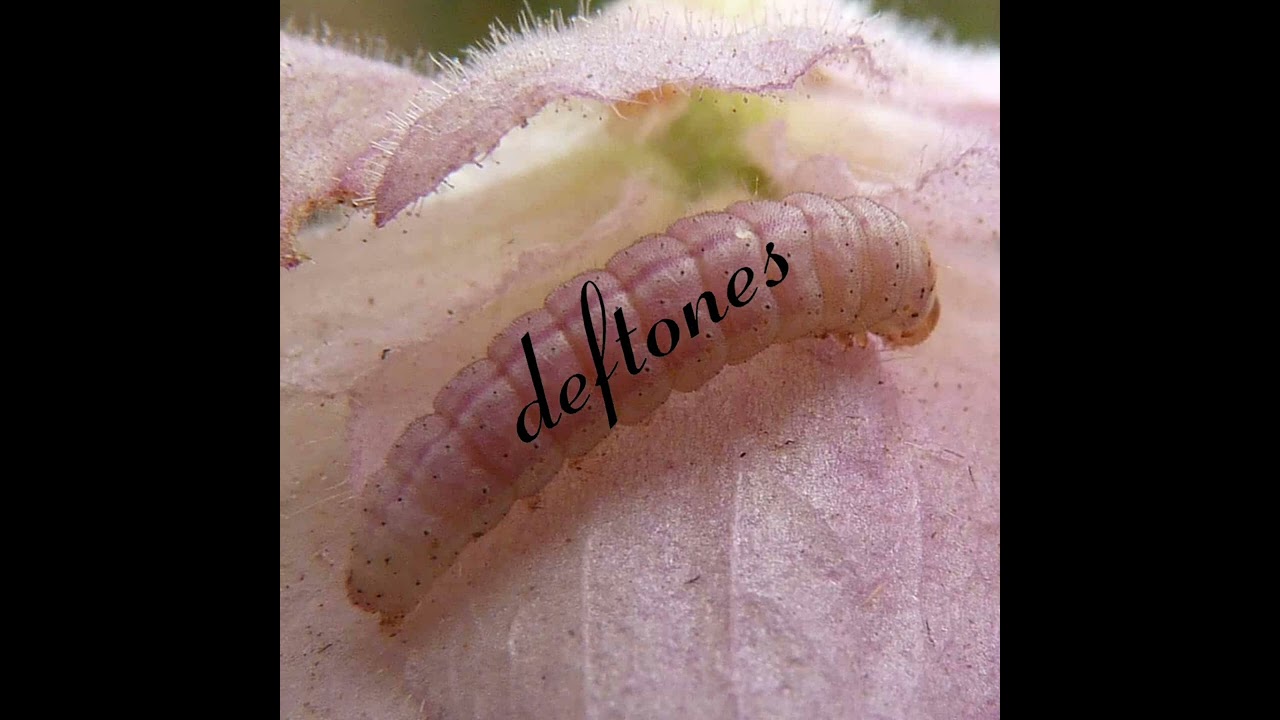 Deftones - 
