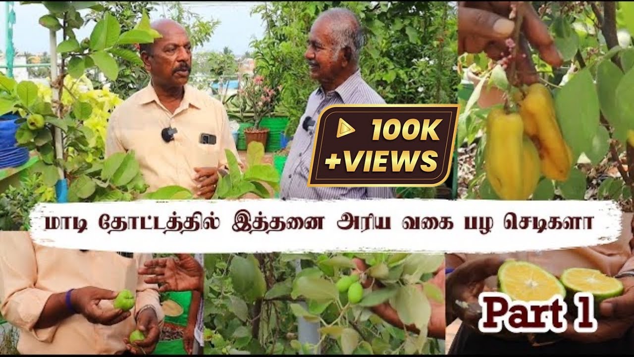 Special Tour to Our 80-year-old Bio-Chemist Terrace Garden | Tasted the Exotic Fruits Freshly - Pt1