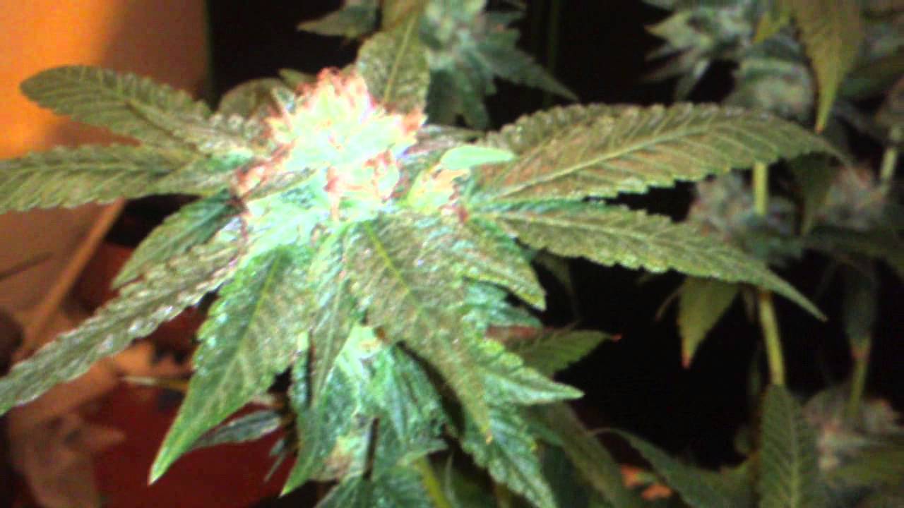 day 47 harvest of my OMMP afghani grow