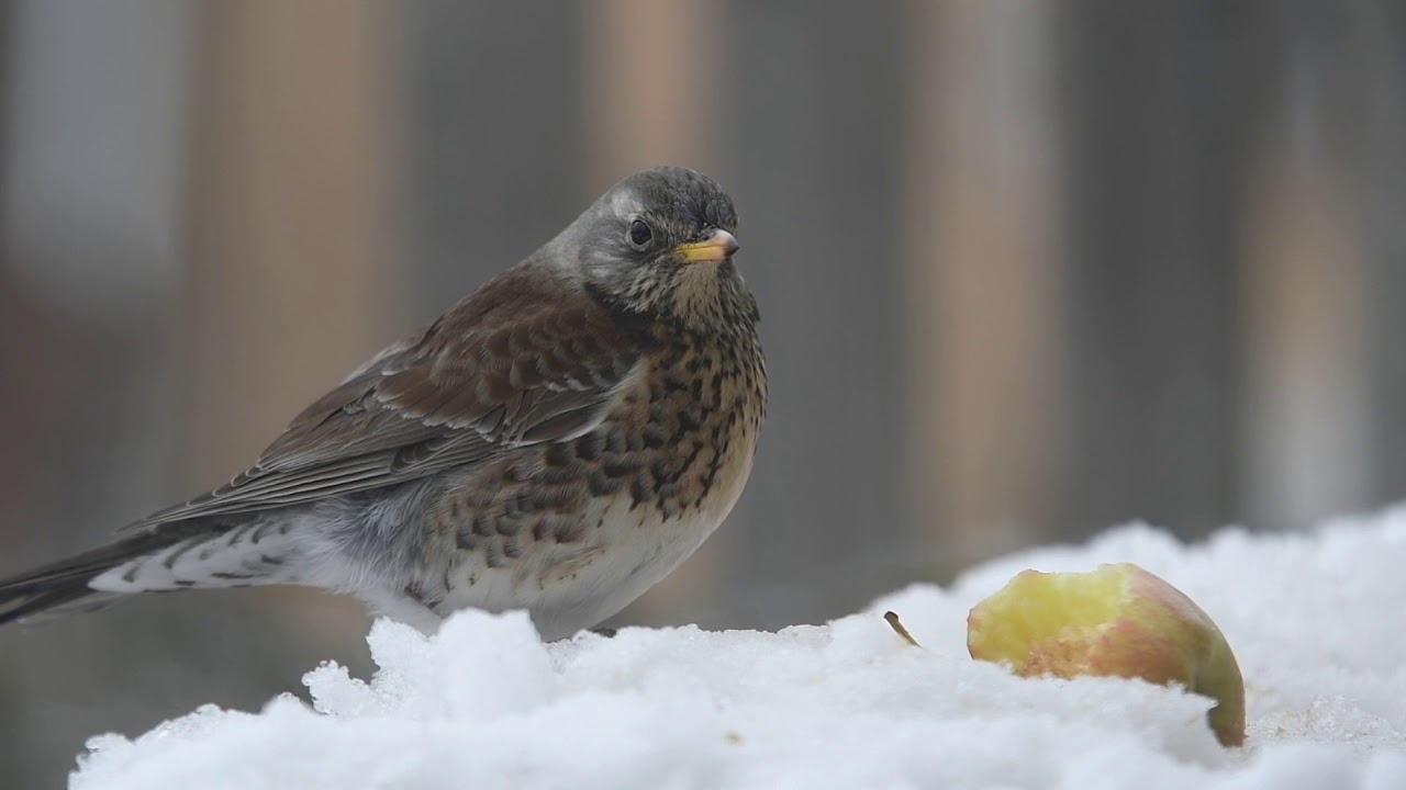 Turdus pilaris