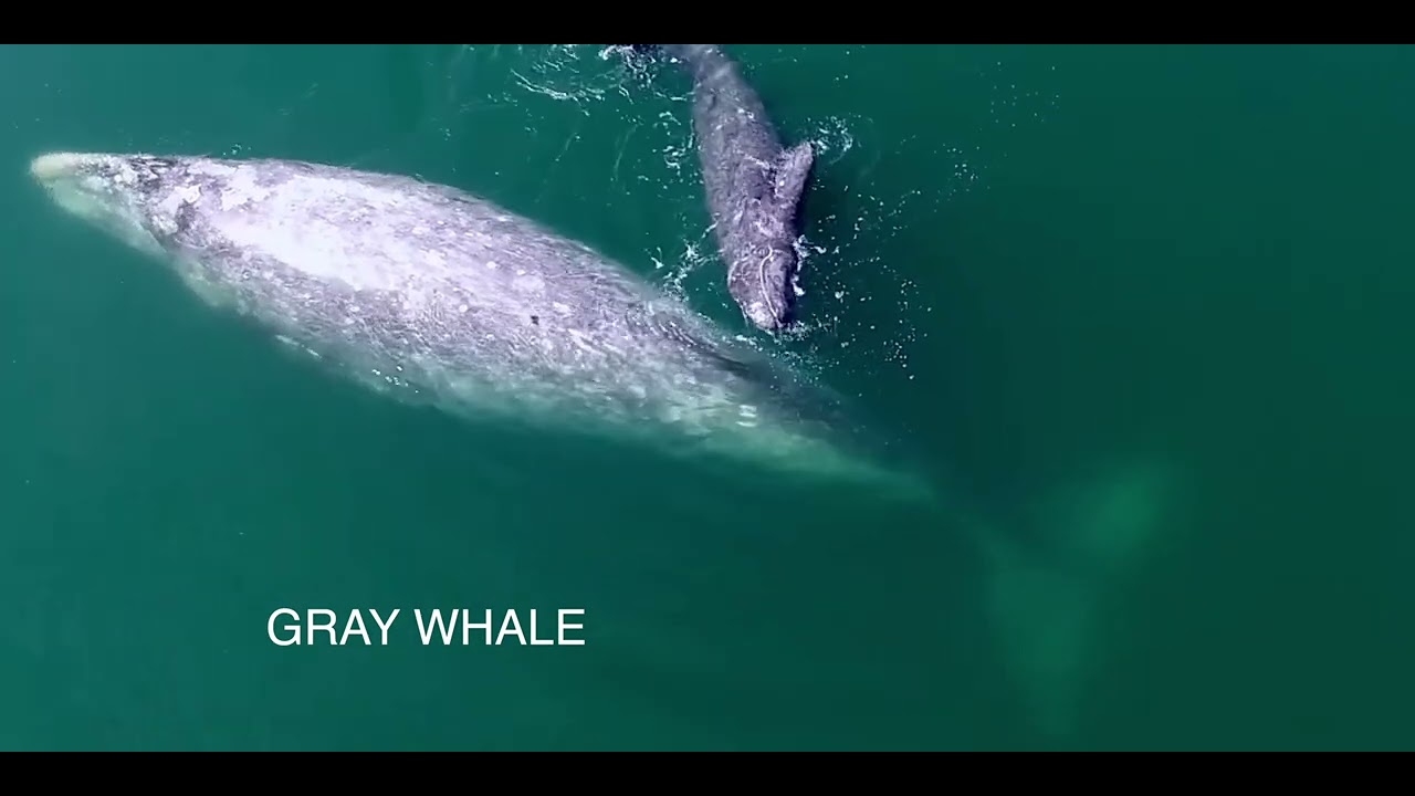 GRAY WHALES &ndash; THE OZONE FACTOR WEB SERIES