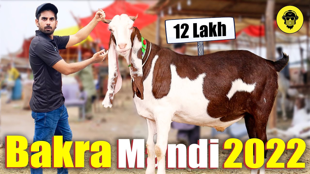 Bakra Mandi 2022 | Dumb Stories