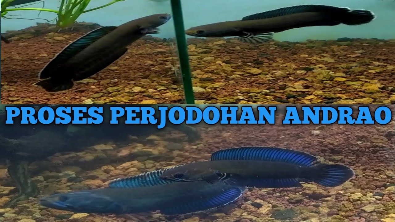 PROSES PERJODOHAN CHANNA ANDRAO STEP BY STEP
