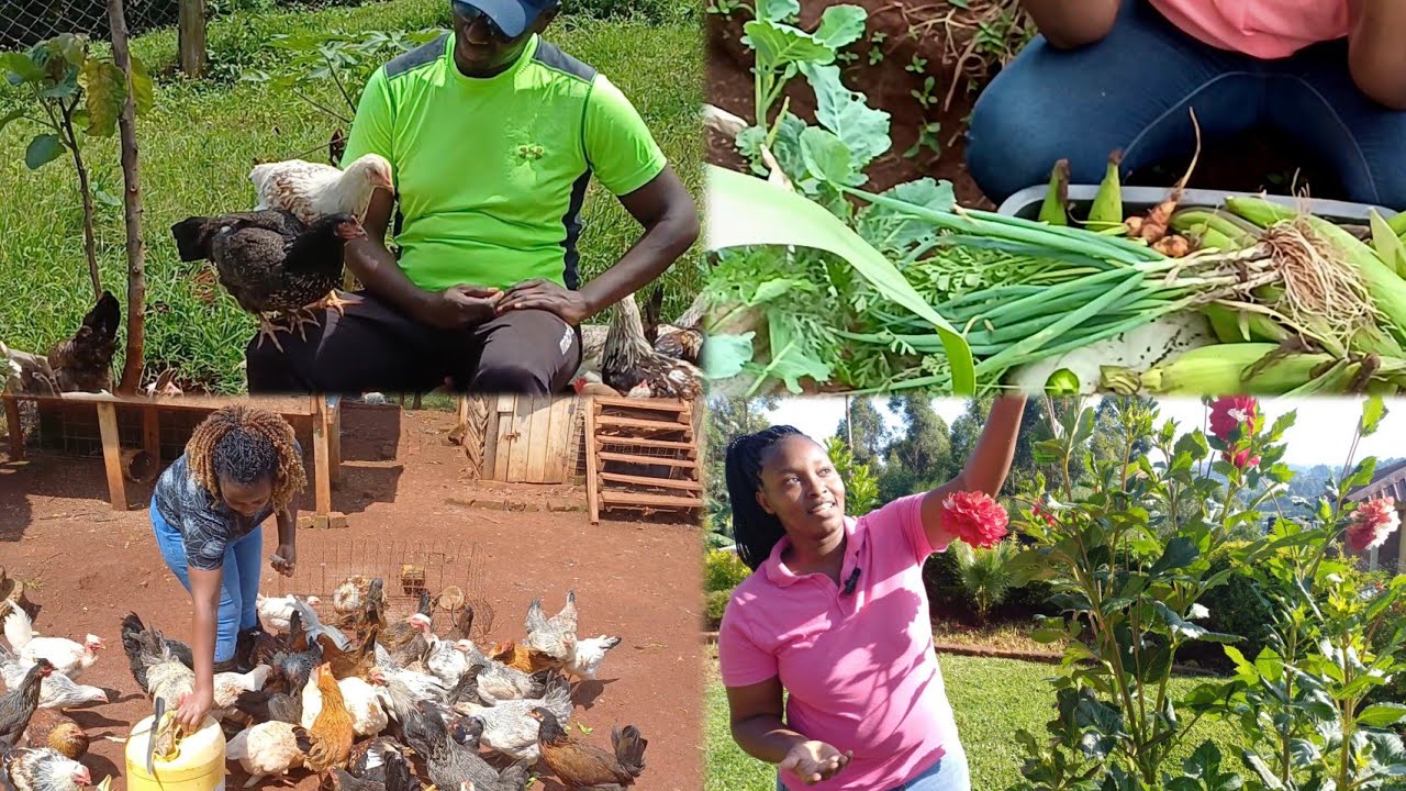2 years of Self-Sufficiency and Rural Life: Enjoying, simplicity, serenity and healthy organic food