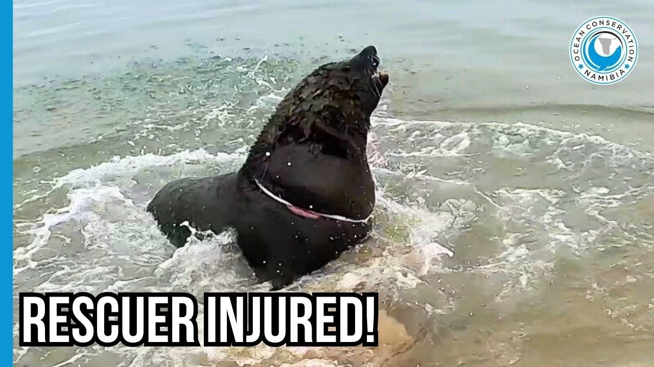 This Giant Seal Broke Our Net and Gave Rescuer Antoine a Concussion!