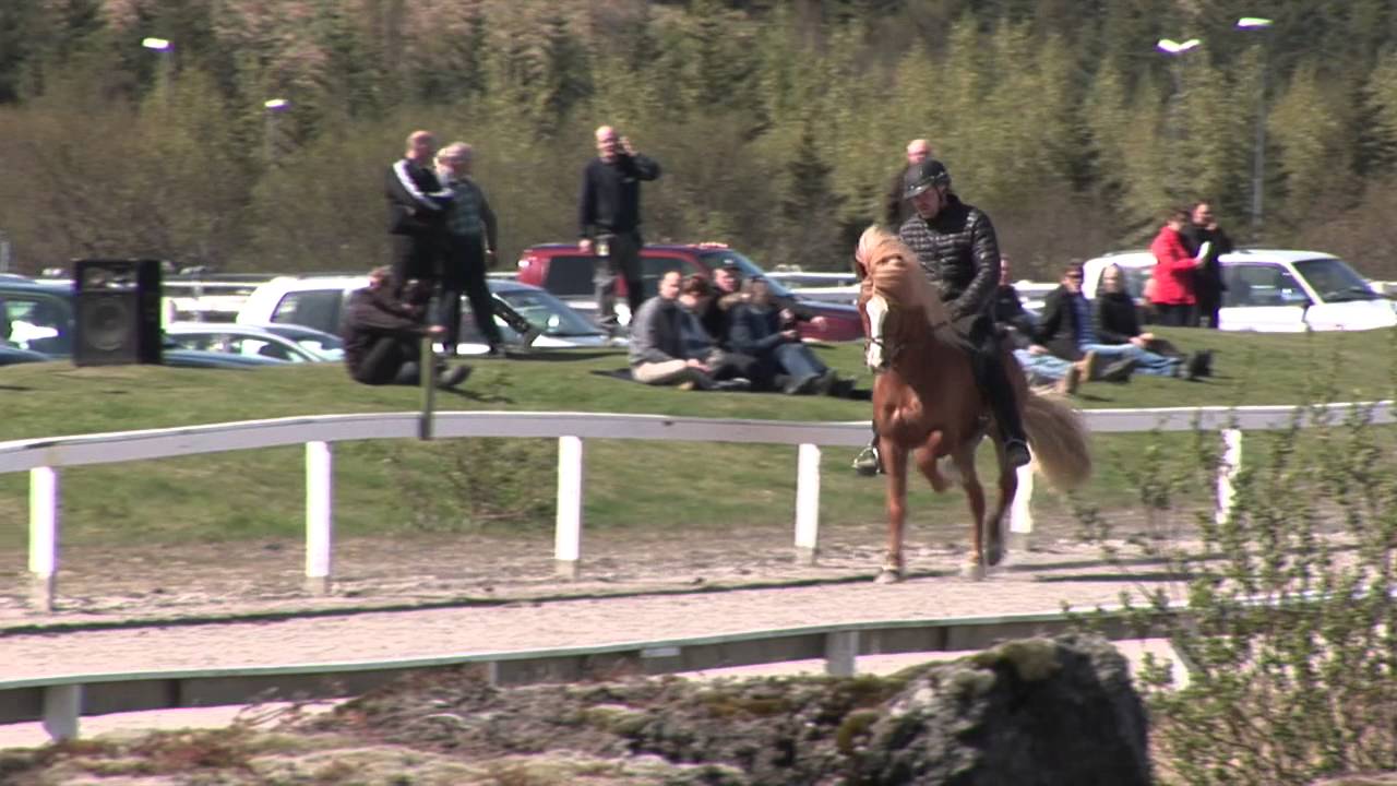 Ölnir frá Akranesi - Hafnarfjörður 2014