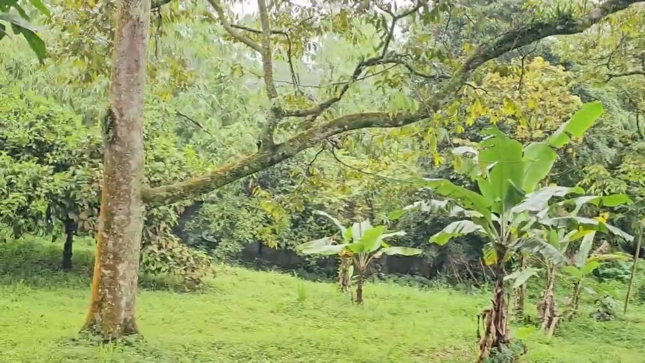 Jual Kebun Durian Sudah Berbuah Di Bogor 30 Menit Stasiun Bogor | 0821-1859-3600