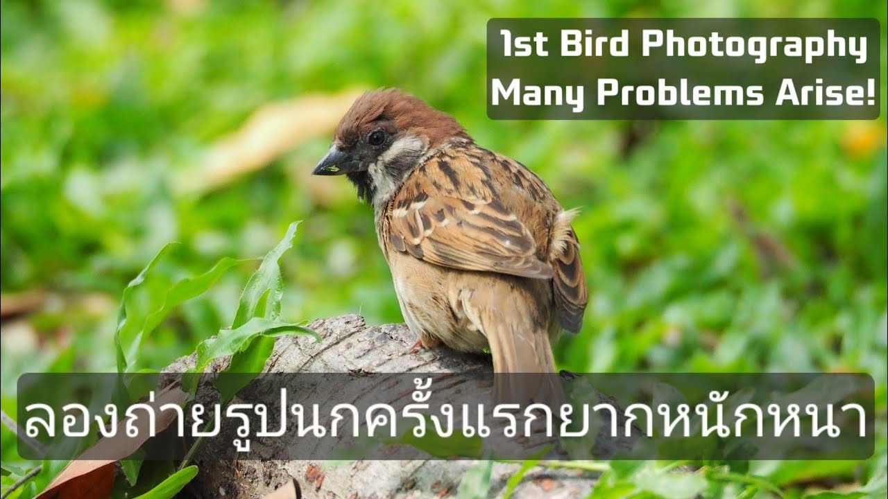 Olympus 1 Bird Photography 1st Time 75- 300mm F4.8-6.7 II ถ่ายรูปนกครั้งแรกยากหนักหนา