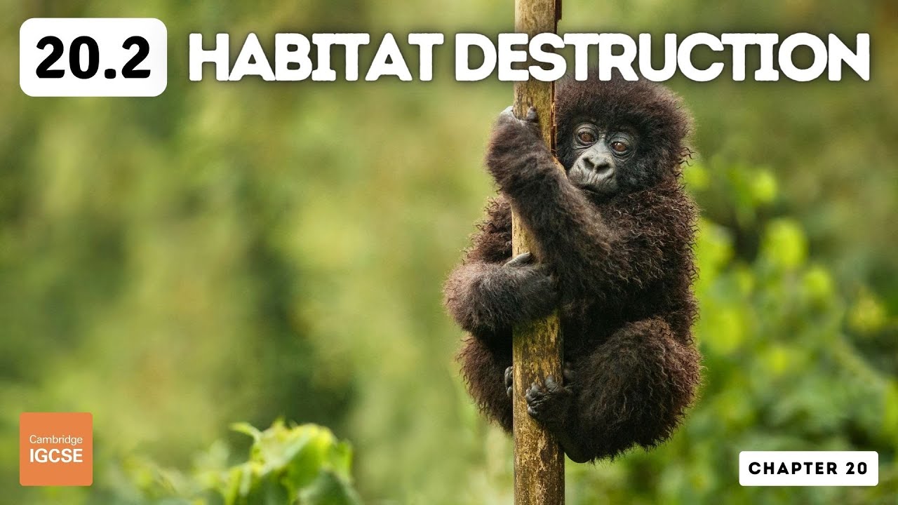 IGCSE Biology - Habitat destruction (20.2)