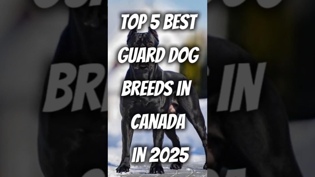 Top Best Guards Dog Breeds In Canada In 2025 #facts #canada #top #pitbull #dog #dogbreed #top10