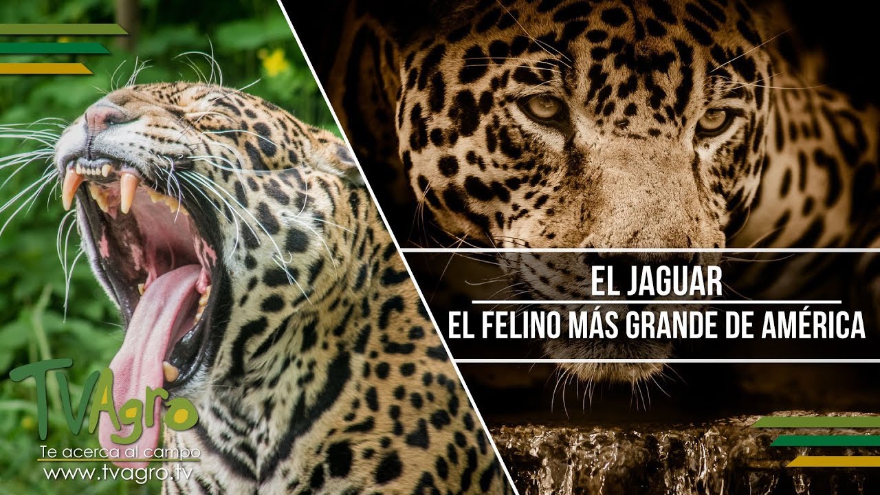 El Jaguar: El Felino más Grande de América - TvAgro por Juan Gonzalo Angel