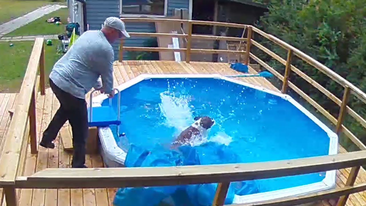 OMG Saving my dog from the pool!!! Boxer Rex think he can walk the poolcover 😄