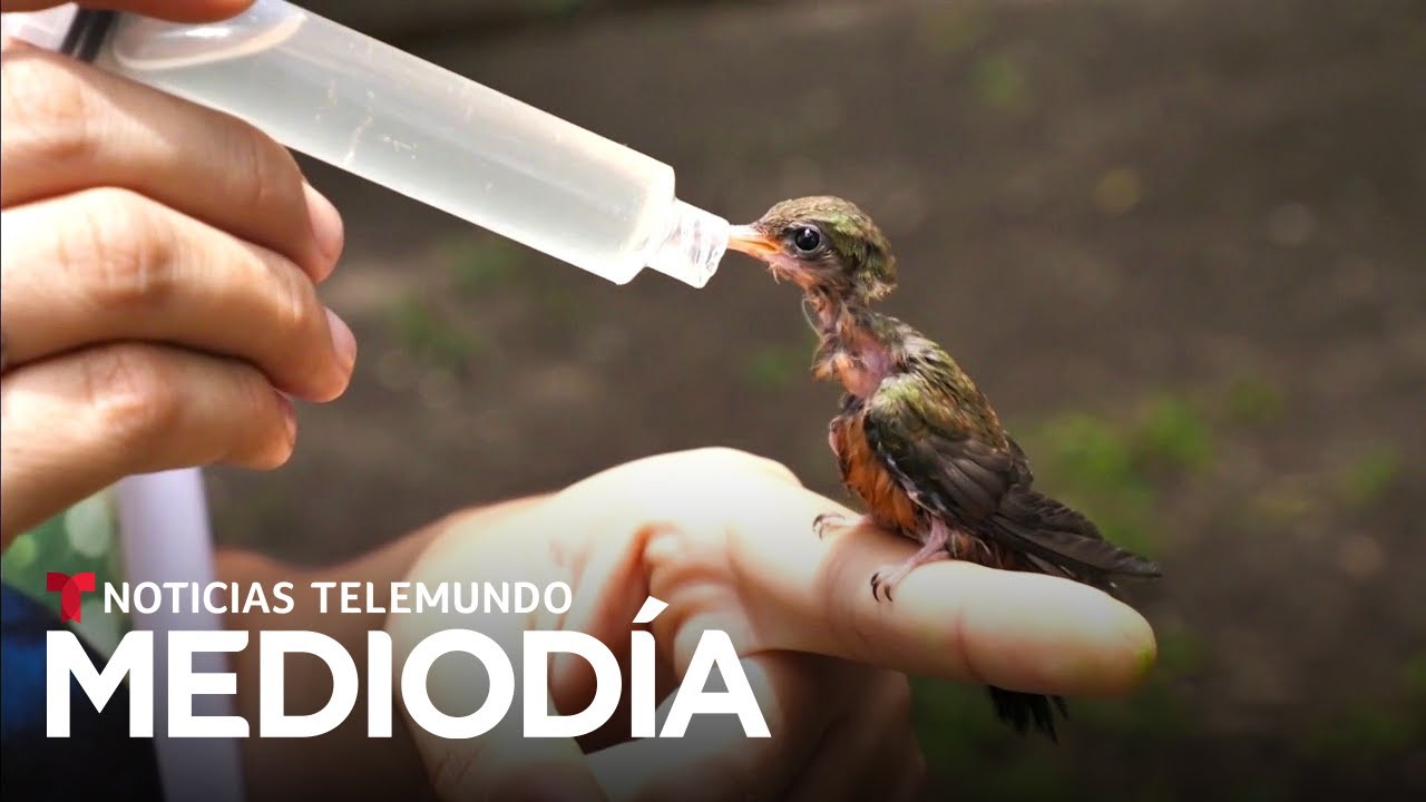 Un programa en El Salvador ayuda a salvar a aves en peligro | Noticias Telemundo