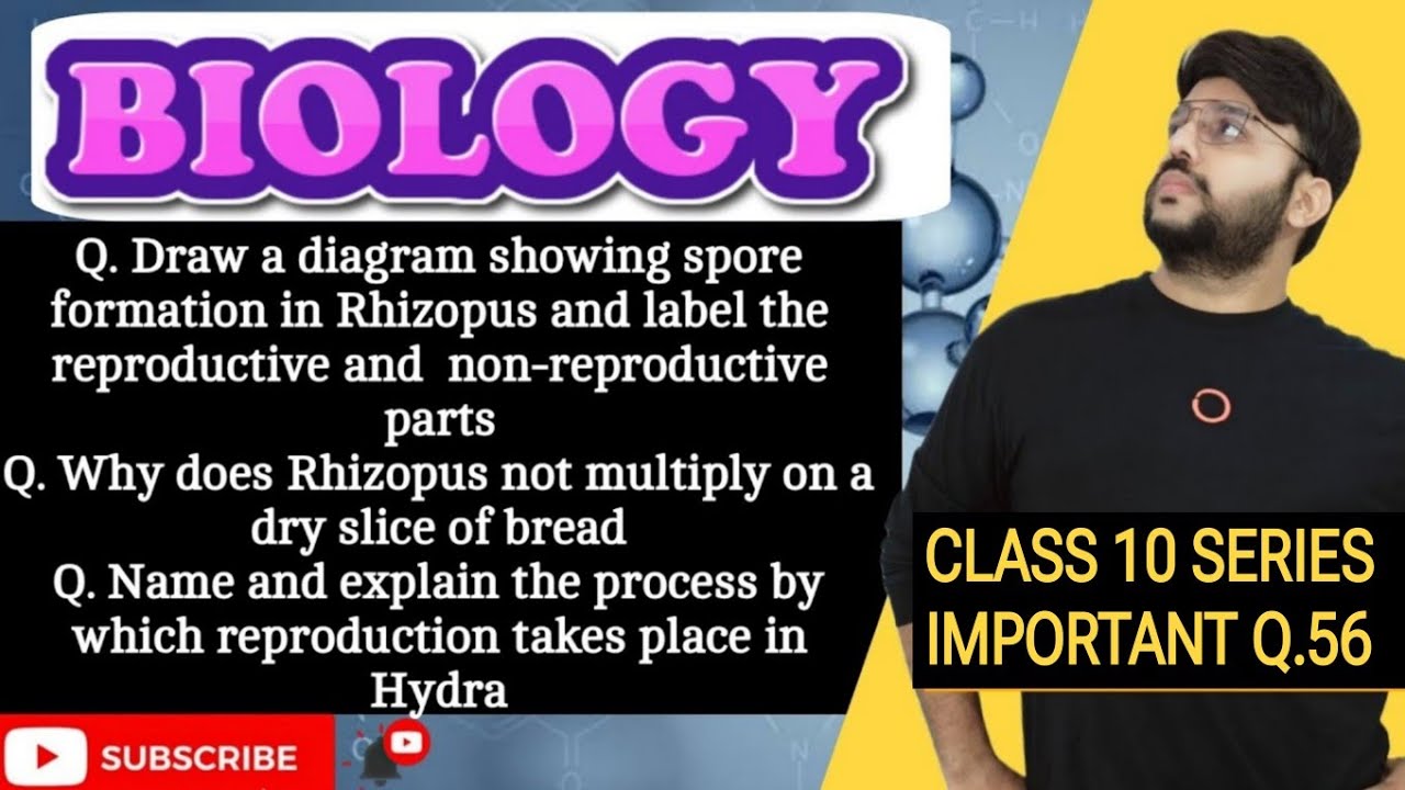Draw a diagram showing spore formation in Rhizopus and label the reproductive and  non-reproductive