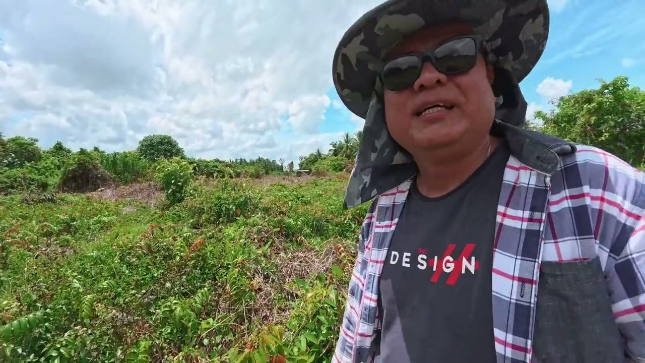 Datang Melihat Perkembangan Penanaman Kelapa Sawit Di Kebun No 1, Kota Samarahan Sarawak