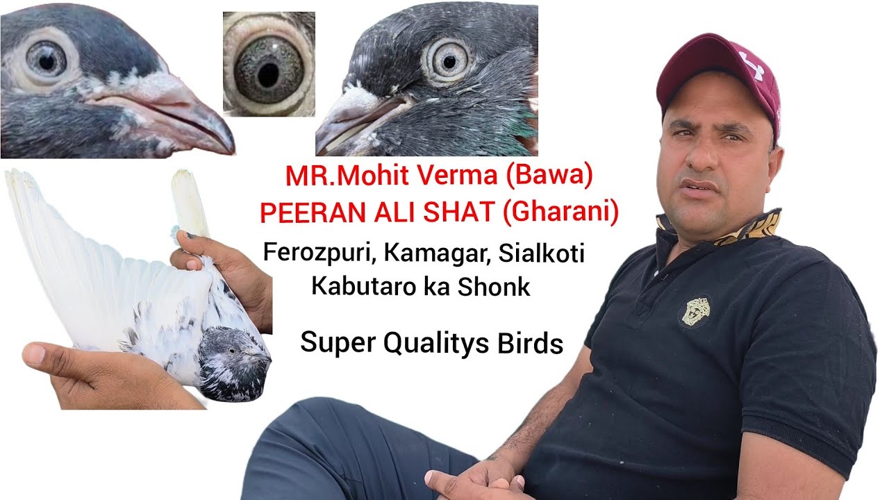 Ferozpuri,Batera,Kamagar kabutaro ka Shonk || Mr.Mohit Verma (Bawa) || Resulted Breed