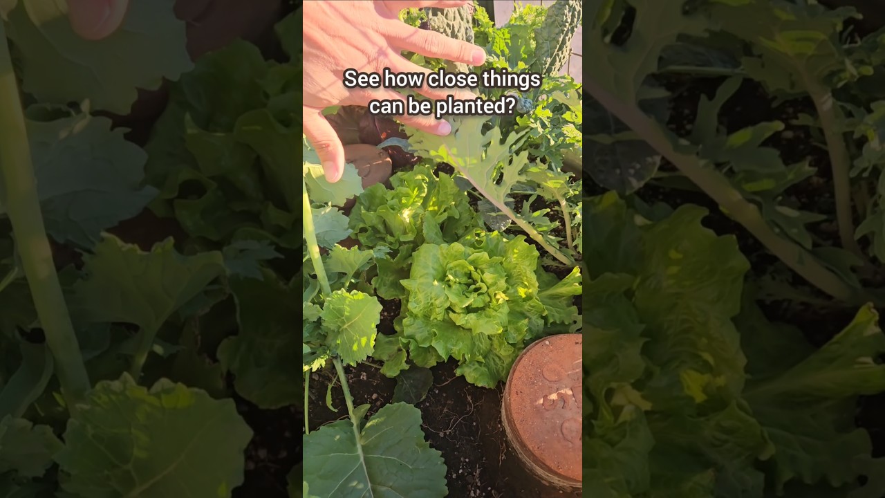 This Secret To Plant Spacing and Thinning Will Increase Your Vegetable Garden Yields