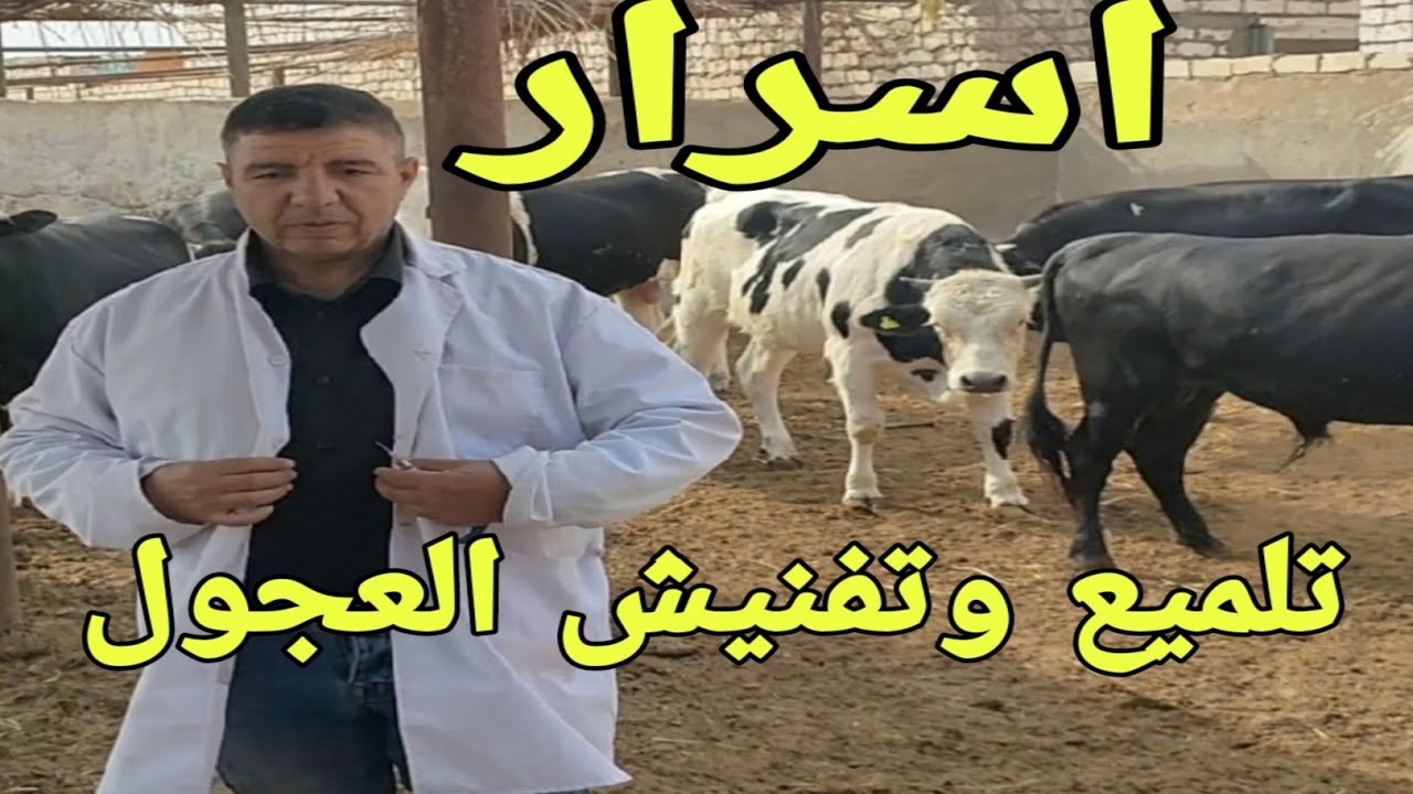 مع د/السيد الطوخي..نقدم لكم اسرار تلميع وتفنيش و رفع نسبة التصافي في عجول التسمين رغم غلاء الأعلاف