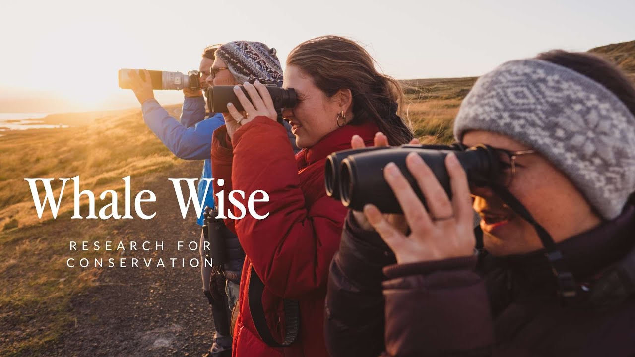 Whale Wise - Research for Conservation Charity - Marine Mammals - Iceland