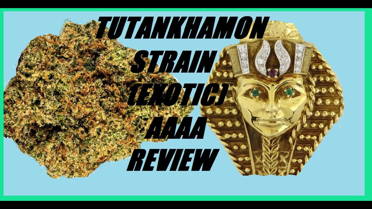 TUTANKHAMON (exotic) AAAA Strain Cannabis/Kush Review+250mg THC Shatter Chocolate Bar