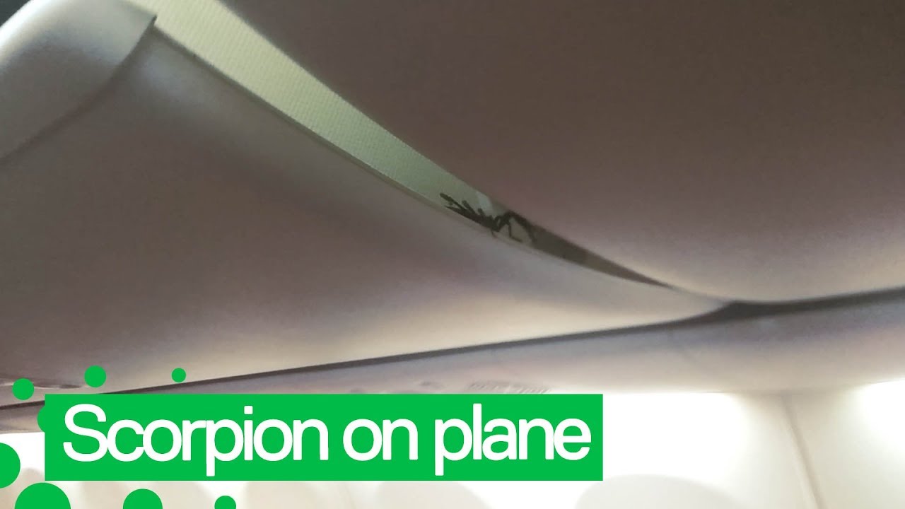 Live Scorpion Crawls out of Luggage Compartment on Plane