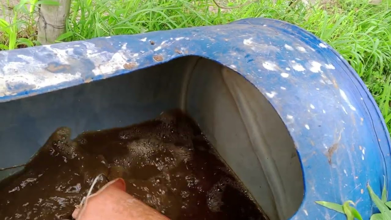 Melon siklus 2 bag 2 semai dan pemupukan lahan
