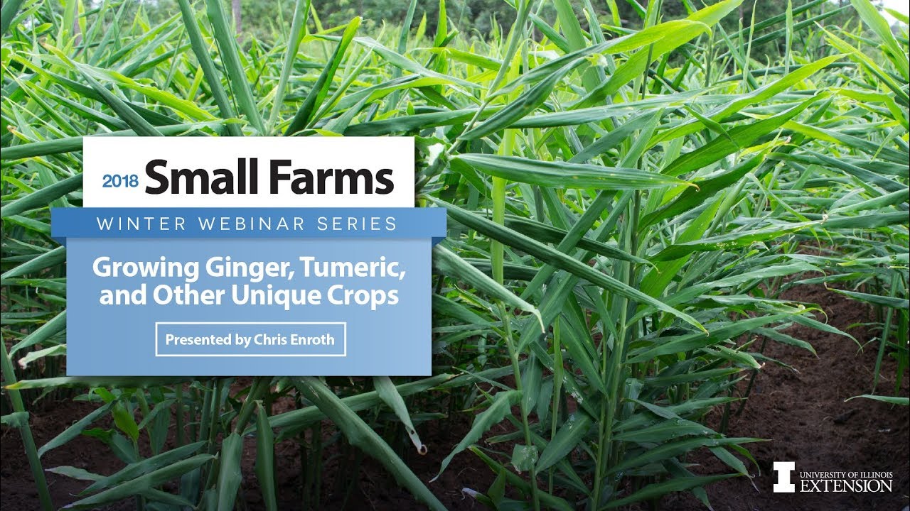 Growing Ginger, Turmeric, and Other Unique Crops, Thursday, March 22nd, 2018-Chris Enroth
