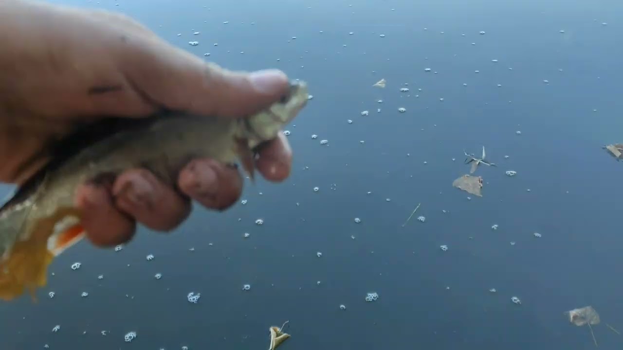 Zarybianie Linem i Jaziem- PZW Rzesz&oacute;w - obw&oacute;d nr 9: Zbiorniki Ożanna Brzoza Kr&oacute;lewska Niedźwiadek🐟