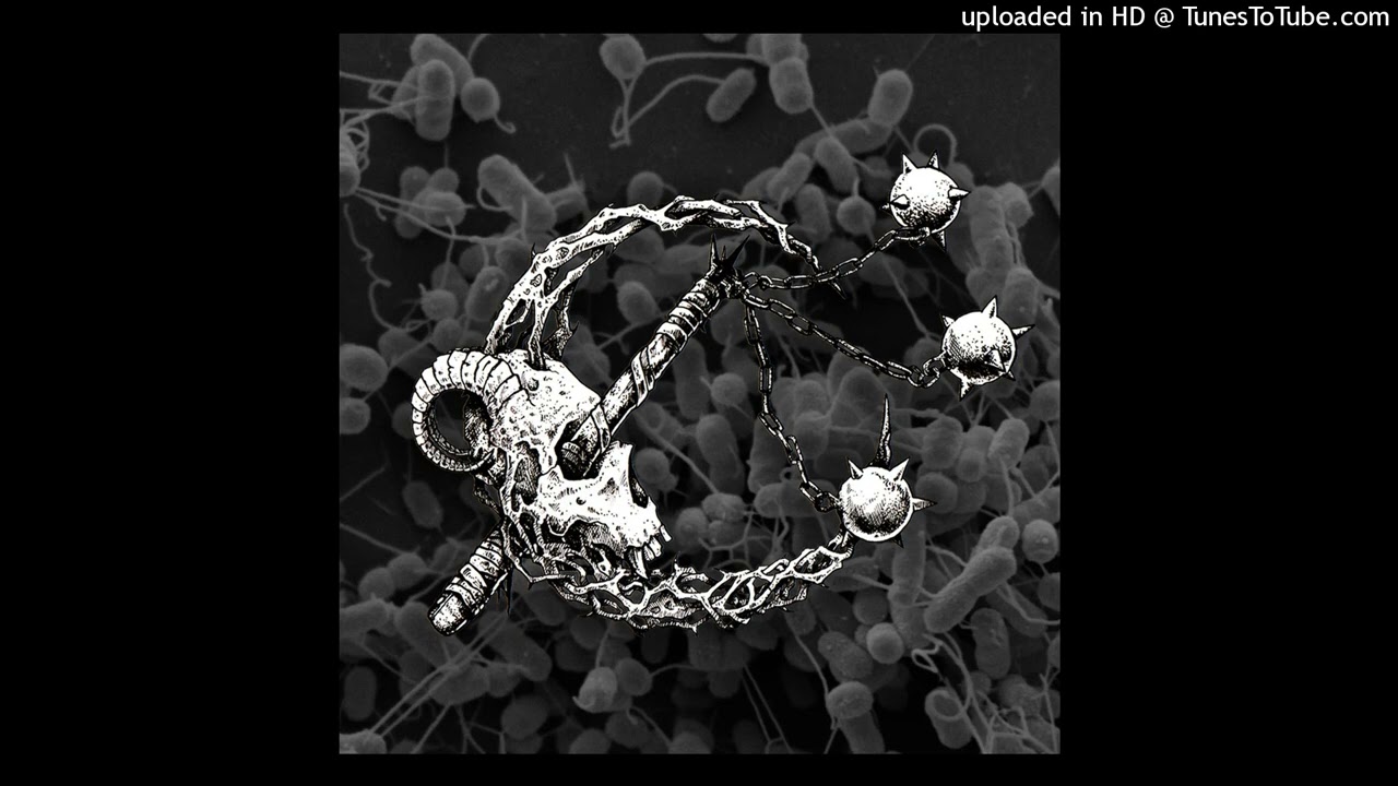 COMMONER - Bacteria
