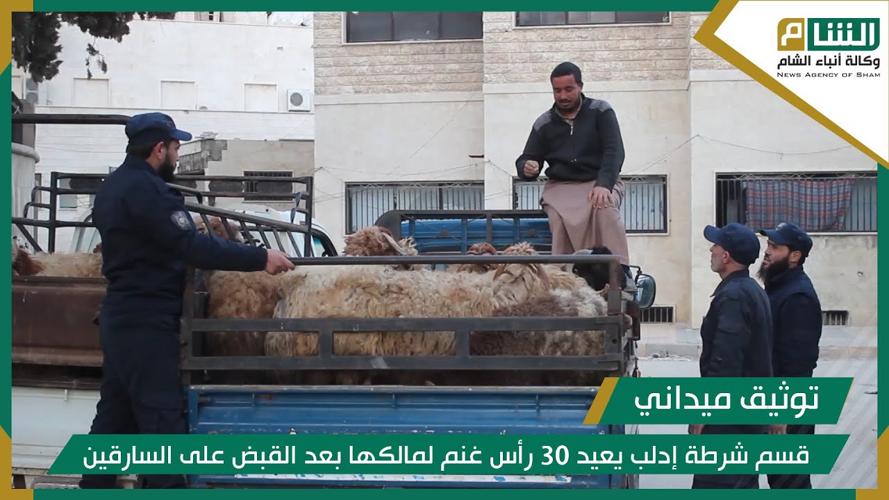 قسم شرطة إدلب يعيد 30 رأس غنم لمالكها بعد القبض على السارقين.
