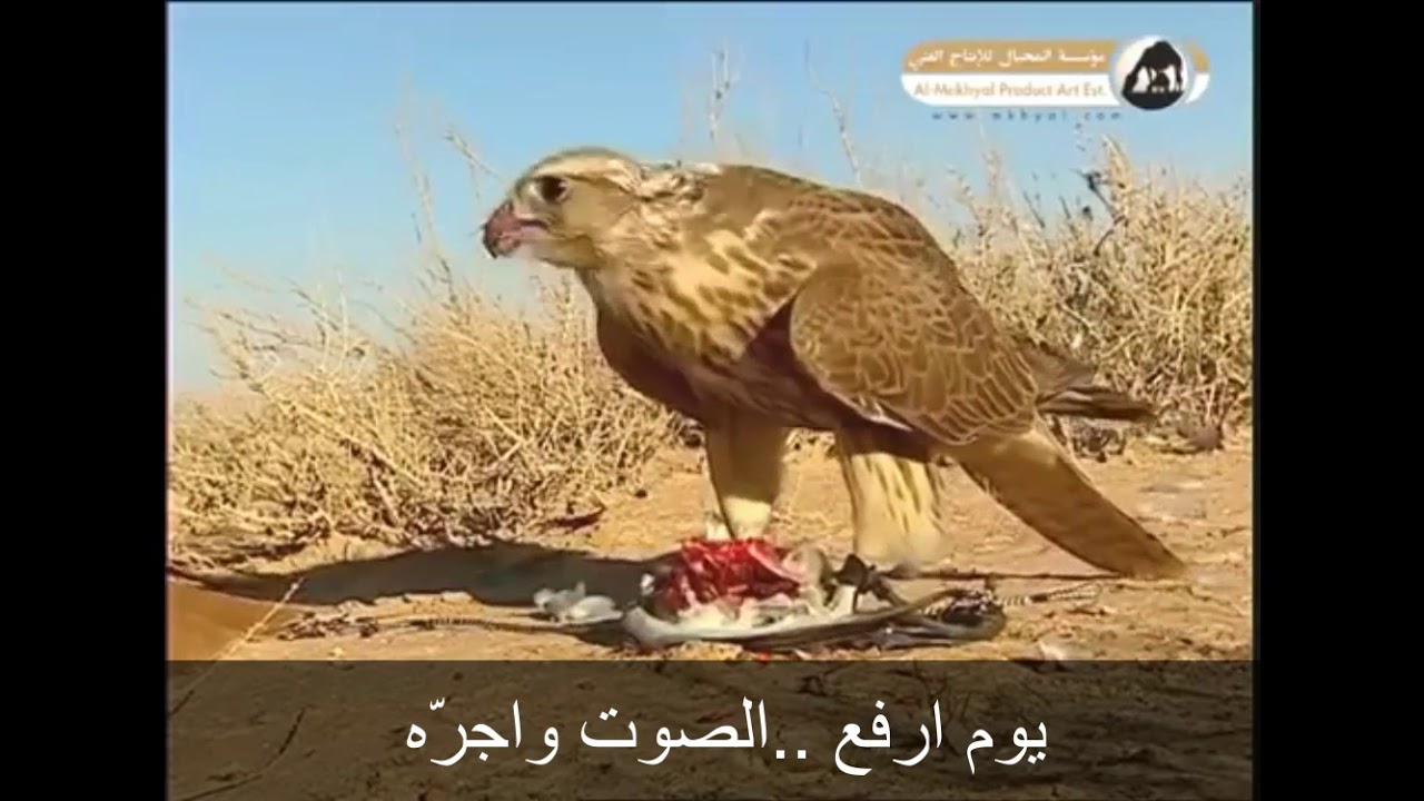 تكفى يا ممدوح مد الشوف