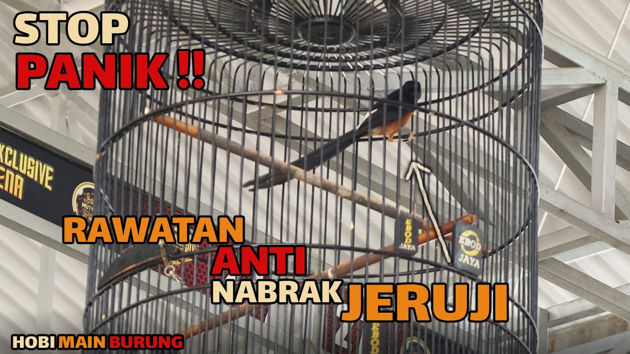Murai Batu Nabrak Jeruji? Ini Penyebab & Cara Mengatasinya!