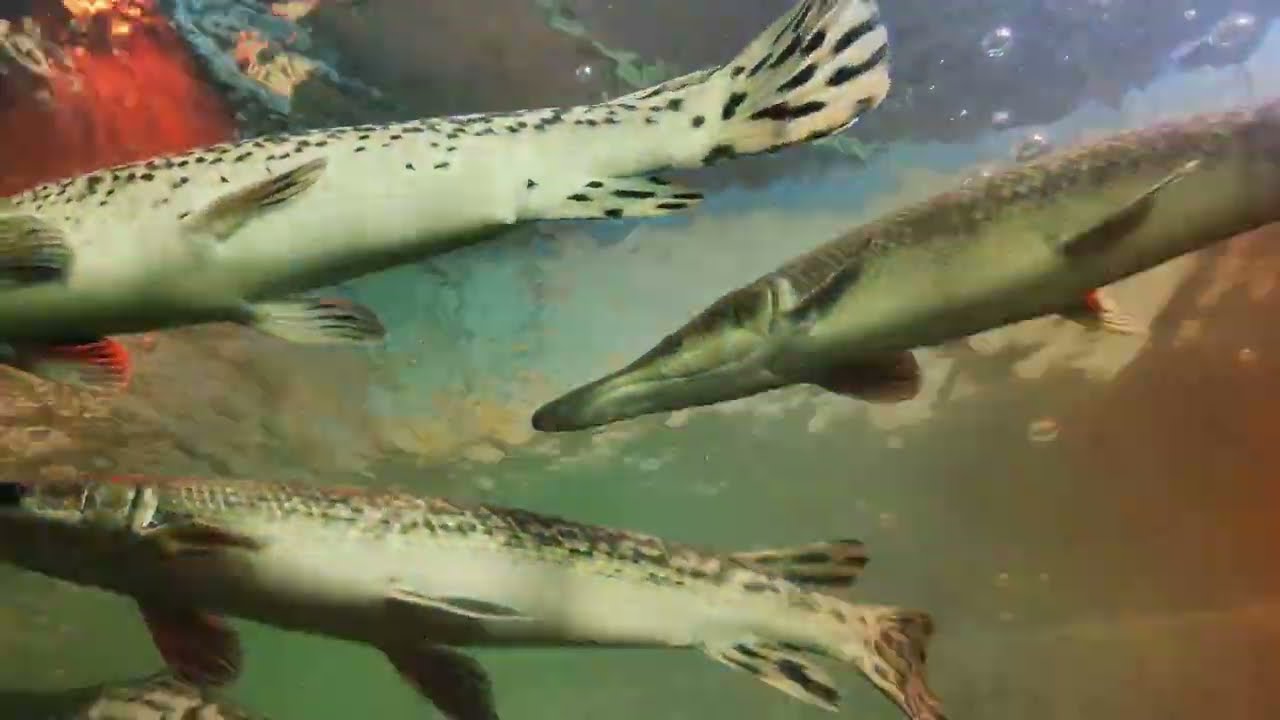 Aquarium, under water tunnel at Sivasagar, 🐠🐠🦈🦈