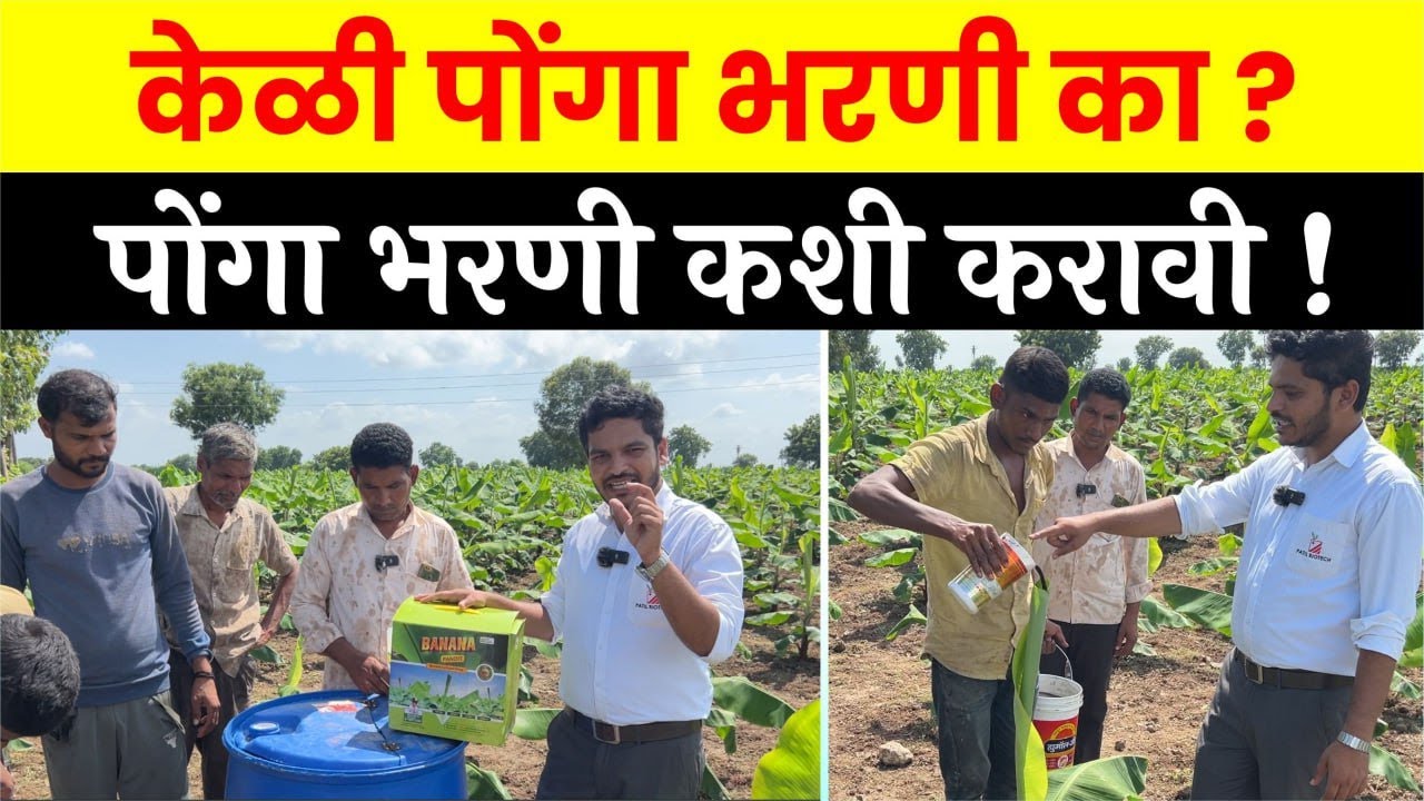 केळी पोंगा भरणी का ? पोंगा भरणी कशी करावी !  keli ponga bharani ka? ponga bharani kashi karavi !