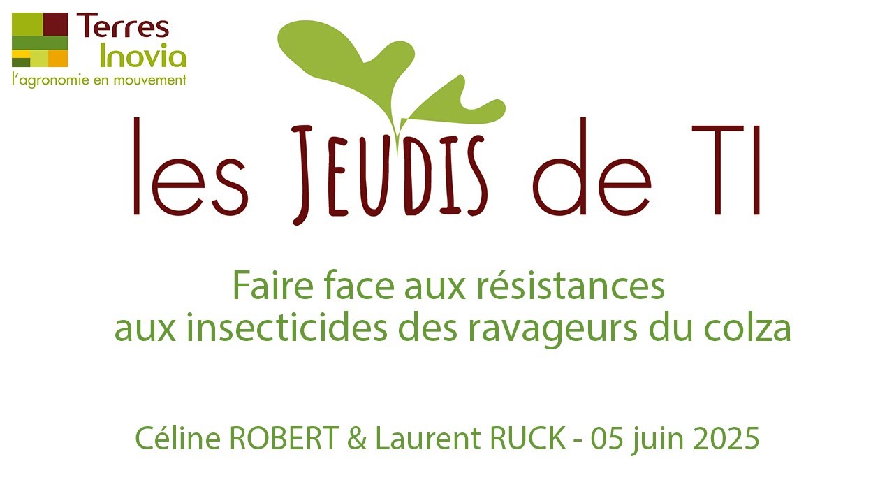 Faire face aux résistances aux insecticides des ravageurs du colza